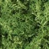 Woodland Scenics Lichen -Model Train Store medium green lichen wL163